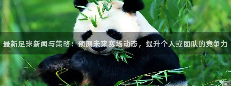 最新足球新闻与策略：预测未来赛场动态，提升个人或团队的竞争力